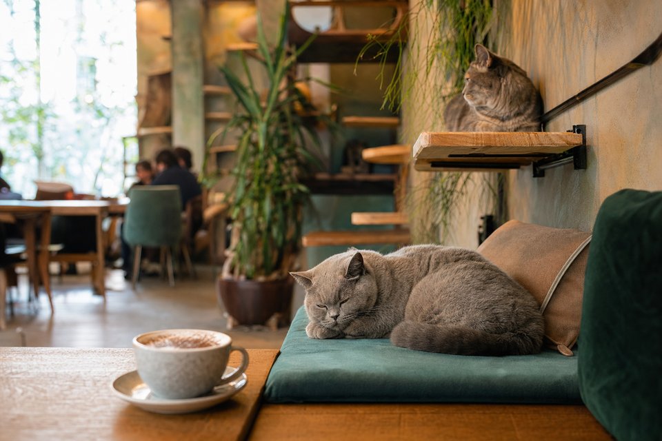 Rustig kattencafé met een grijze kat opgerold op een fluwelen bank naast een cappuccino en een tweede kat op een plank (met AI gemaakte afbeelding)